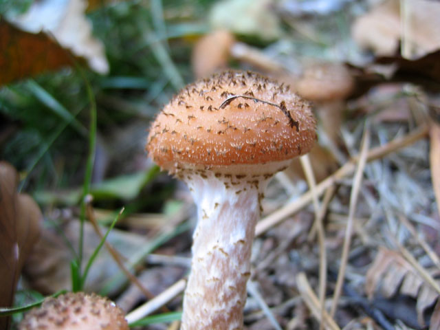 Il Genere Armillaria